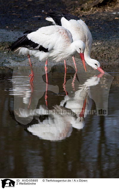 2 Weistrche / 2 white storks / AVD-05895