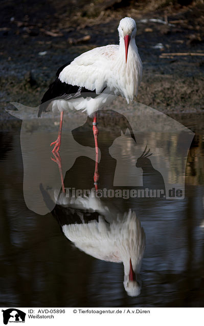 Weistorch / white stork / AVD-05896