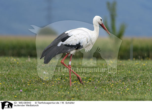 laufender Weistorch / walking White Stork / WS-08540