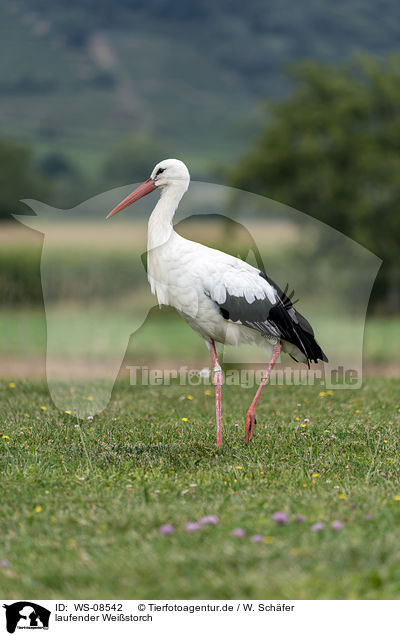 laufender Weistorch / walking White Stork / WS-08542