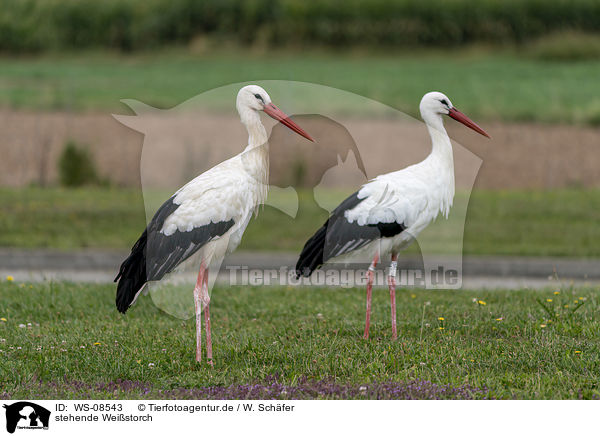 stehende Weistorch / standing White Stork / WS-08543