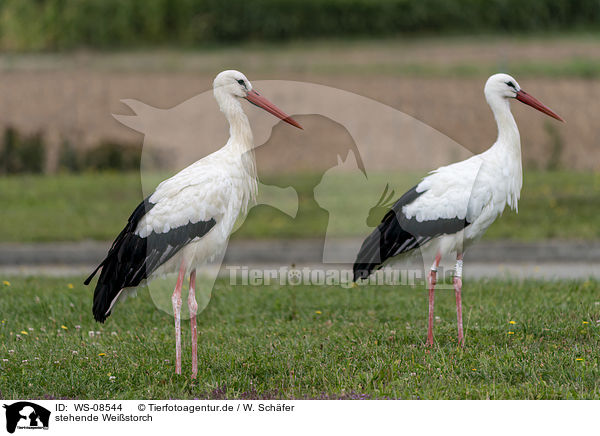 stehende Weistorch / standing White Stork / WS-08544