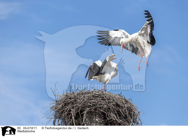 Weistrche / White Storks / IG-01611