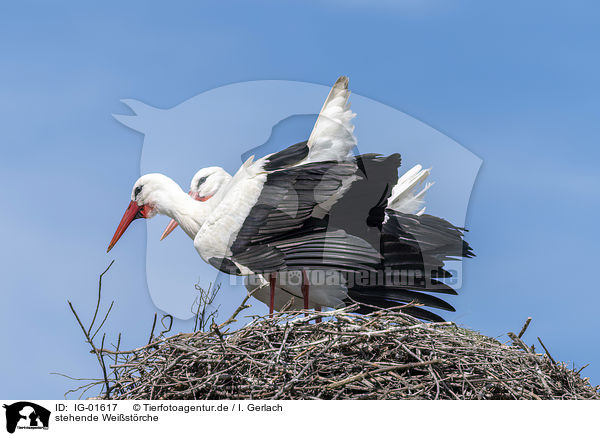 stehende Weistrche / standing White Storks / IG-01617