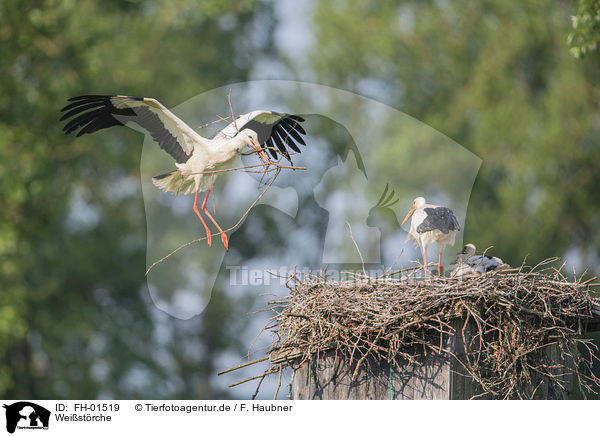Weistrche / White Storks / FH-01519