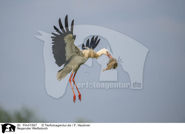 fliegender Weistorch / flying White Stork / FH-01567