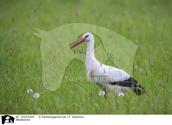 Weistorch / white stork / FH-01920