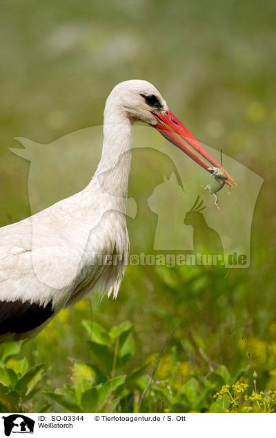 Weistorch / white stork / SO-03344