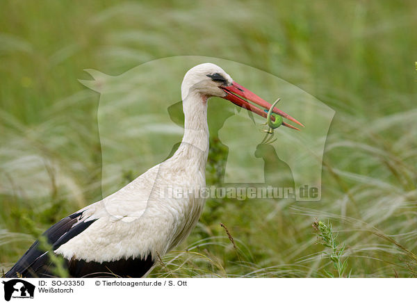 Weistorch / white stork / SO-03350