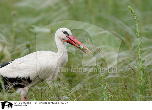 Weistorch / white stork / SO-03353
