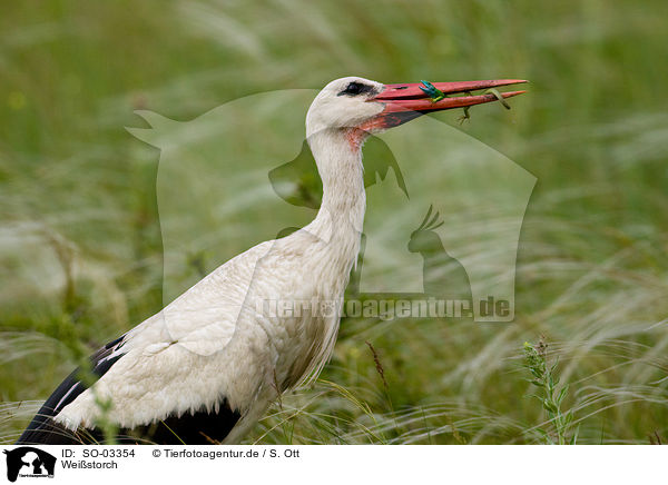 Weistorch / white stork / SO-03354