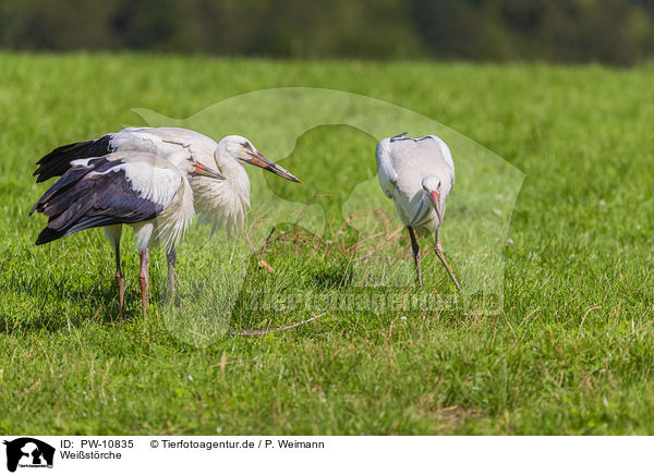 Weistrche / white storks / PW-10835