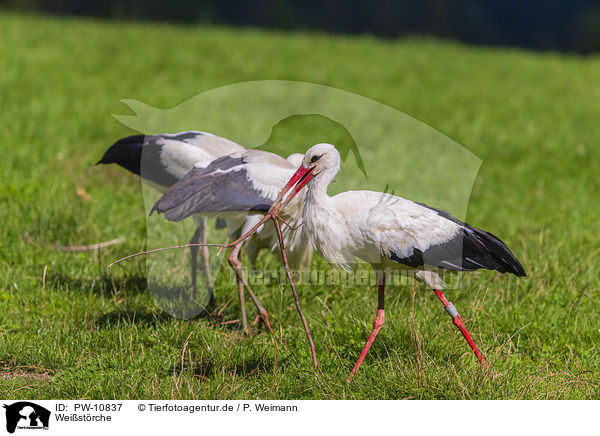 Weistrche / white storks / PW-10837