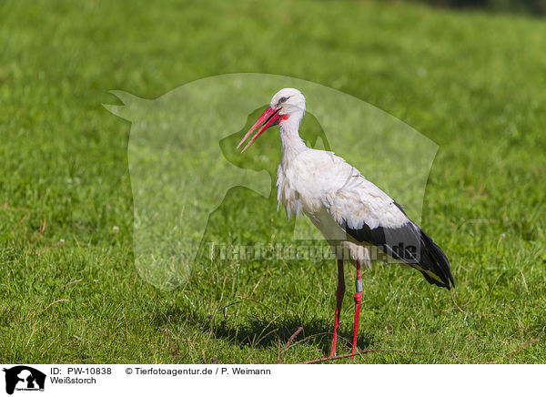 Weistorch / white stork / PW-10838