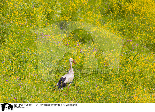 Weistorch / White Stork / PW-10845