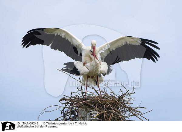 Weistrche bei der Paarung / mating white storks / THA-09249