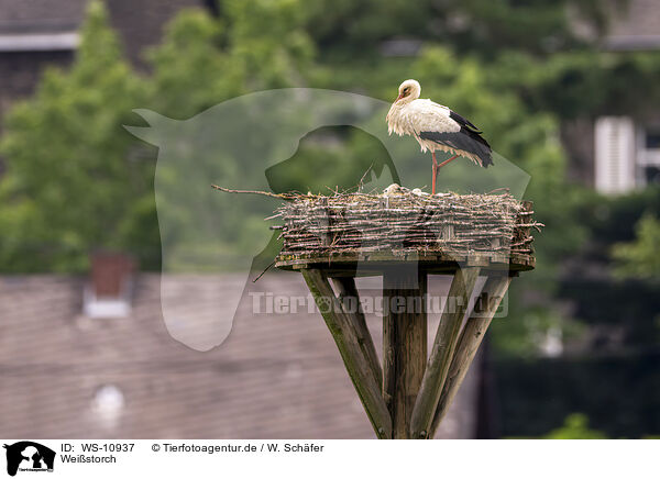 Weistorch / White Stork / WS-10937