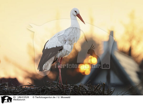 Weistorch / white stork / UM-03526