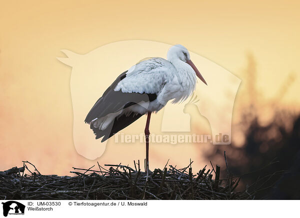 Weistorch / white stork / UM-03530