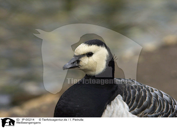 Weiwangengans / Barnacle Goose / IP-00214