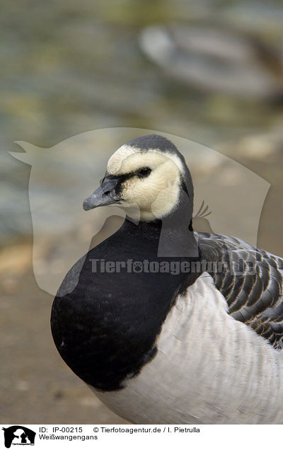 Weiwangengans / Barnacle Goose / IP-00215