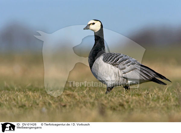 Weiwangengans / Barnacle Goose / DV-01426