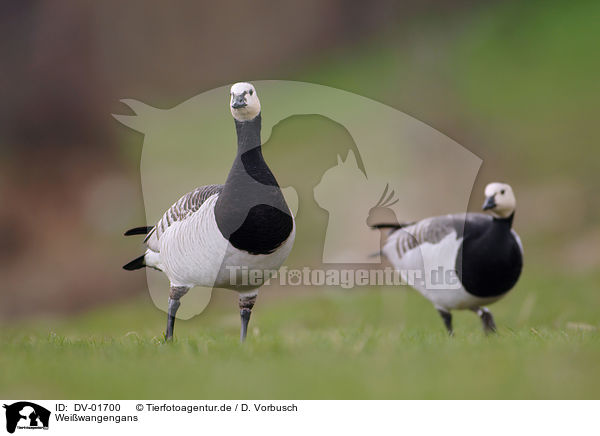 Weiwangengans / Barnacle Goose / DV-01700