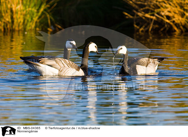 Nonnengnse / barnacle geese / MBS-04365