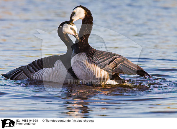 Nonnengnse / barnacle geese / MBS-04368