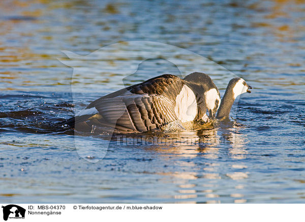 Nonnengnse / barnacle geese / MBS-04370