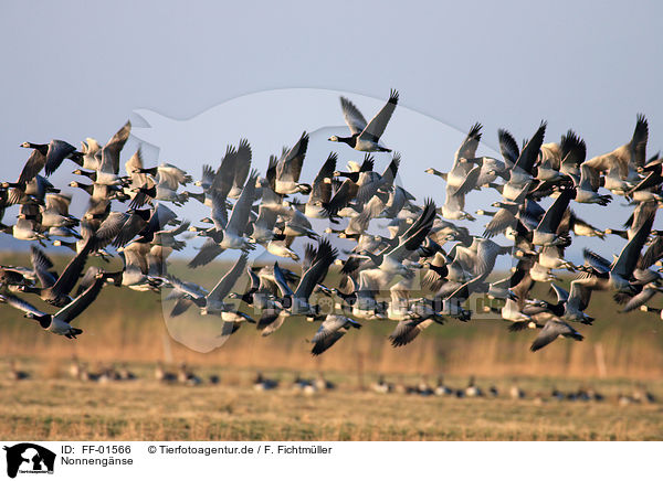 Nonnengnse / barnacle geese / FF-01566