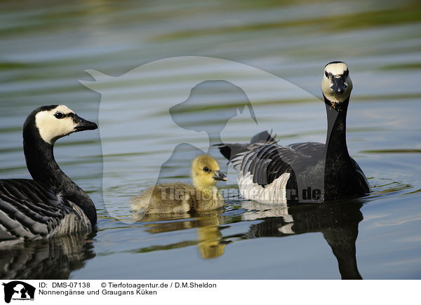 Nonnengnse und Graugans Kken / barnacle geese / DMS-07138