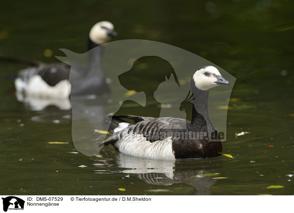 Nonnengnse / barnacle geese / DMS-07529