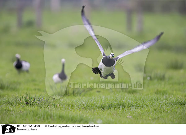 Nonnengnse / barnacle geese / MBS-15459