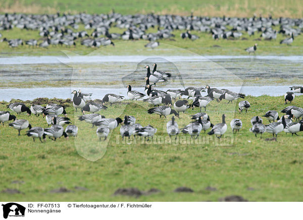 Nonnengnse / barnacle geese / FF-07513