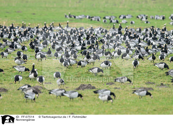 Nonnengnse / barnacle geese / FF-07514