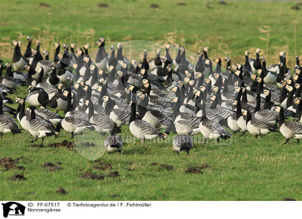 Nonnengnse / barnacle geese / FF-07517
