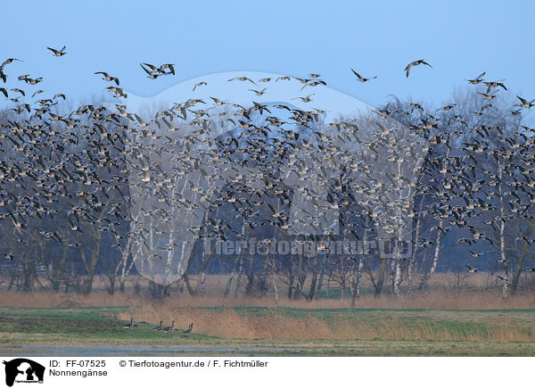 Nonnengnse / barnacle geese / FF-07525