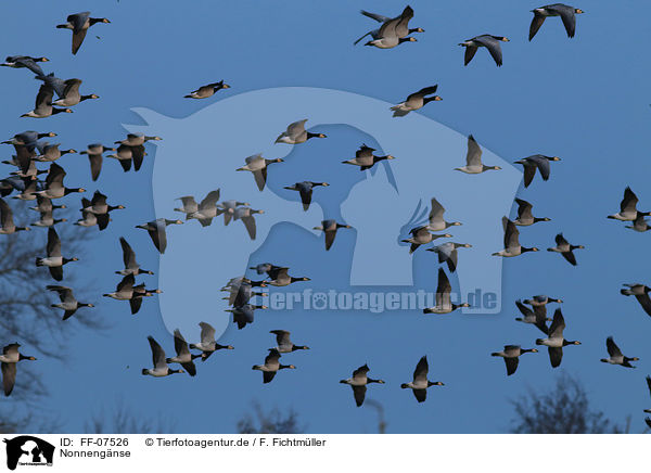 Nonnengnse / barnacle geese / FF-07526
