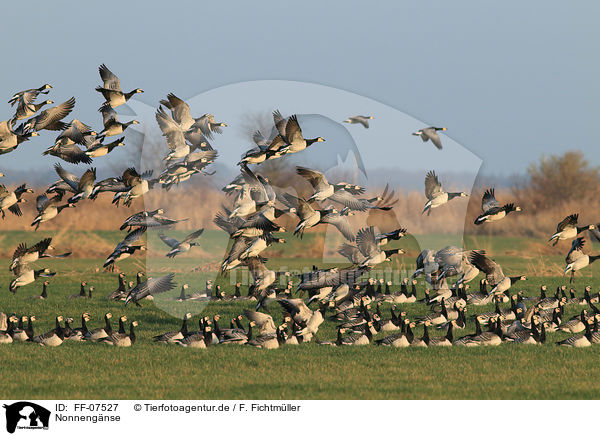 Nonnengnse / barnacle geese / FF-07527