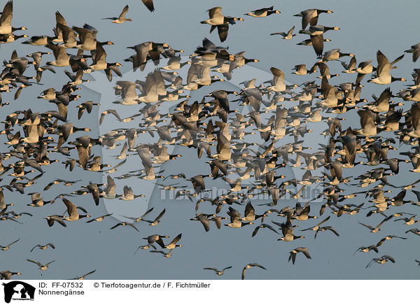 Nonnengnse / barnacle geese / FF-07532