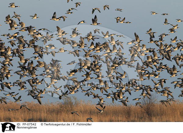 Nonnengnse / barnacle geese / FF-07542