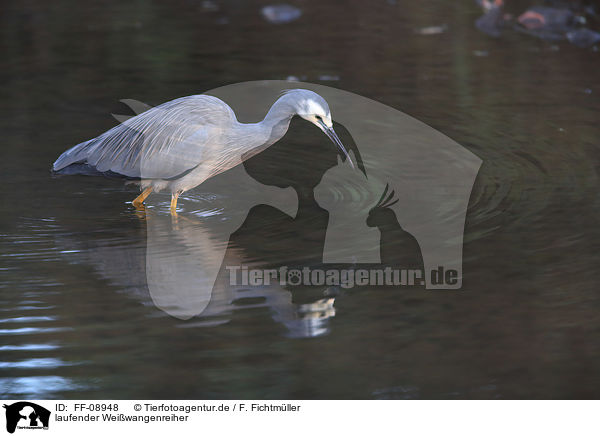 laufender Weiwangenreiher / walking White-faced Egret / FF-08948