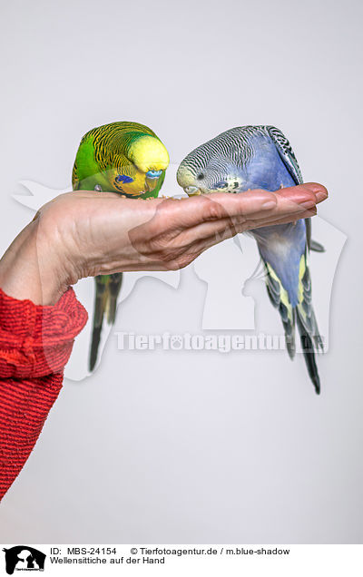 Wellensittiche auf der Hand / budgies on the hand / MBS-24154