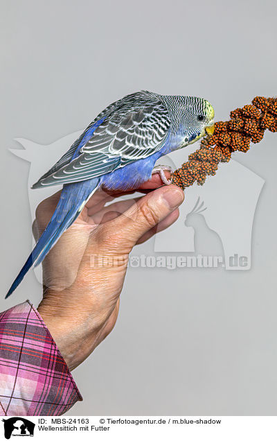 Wellensittich mit Futter / budgie with food / MBS-24163