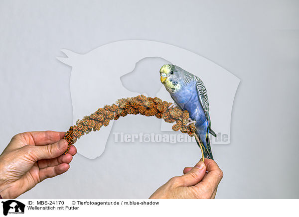 Wellensittich mit Futter / budgie with food / MBS-24170