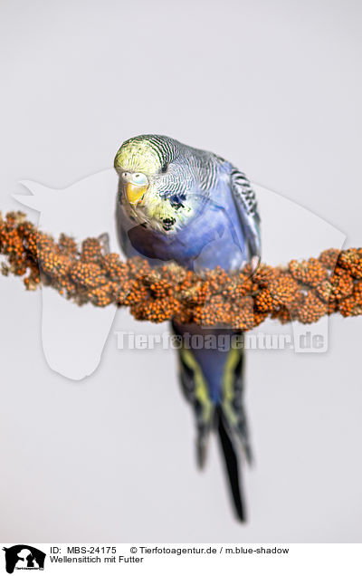 Wellensittich mit Futter / budgie with food / MBS-24175