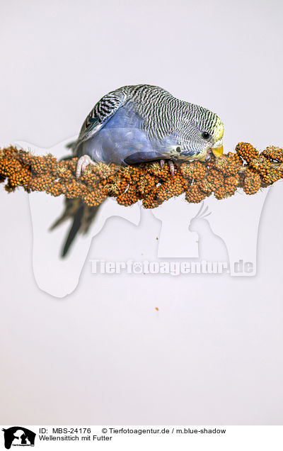 Wellensittich mit Futter / budgie with food / MBS-24176