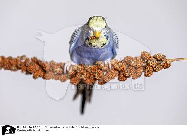 Wellensittich mit Futter / budgie with food / MBS-24177