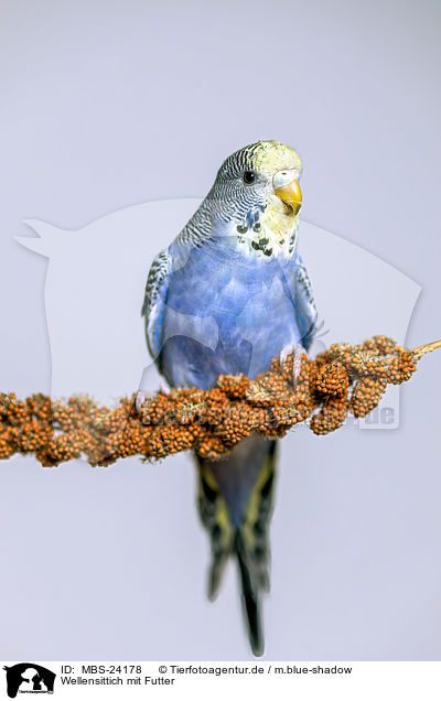 Wellensittich mit Futter / budgie with food / MBS-24178